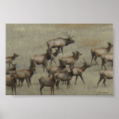 E37 Bull Elk met Koeien Poster (Voorkant)