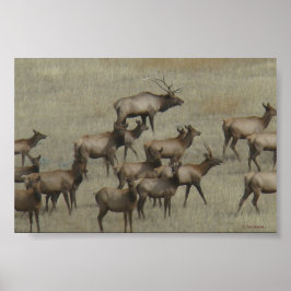 E37 Bull Elk met Koeien Poster