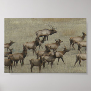 E37 Bull Elk met Koeien Poster