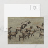 E37 Stiereland met koeien Briefkaart (Voorkant / Achterkant)