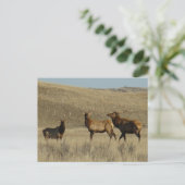 E38 Bull Elk Jonge Stieren Briefkaart (Staand voorkant)