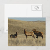 E38 Bull Elk Jonge Stieren Briefkaart (Voorkant / Achterkant)