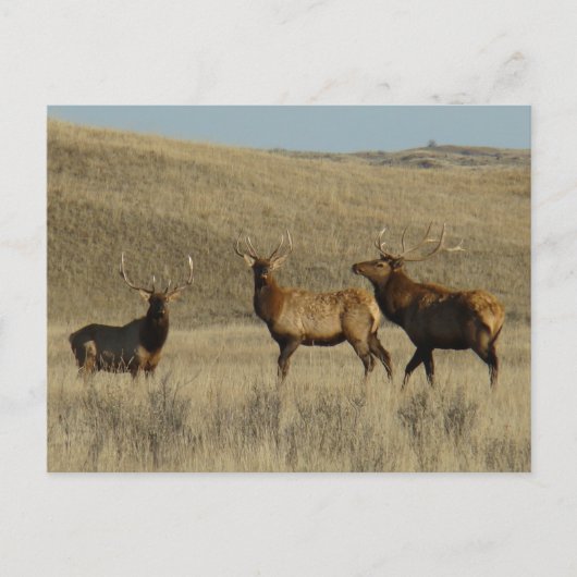 E38 Bull Elk Young Bulls Briefkaart (Voorkant)