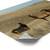 E38 jonge stier elanden poster (Hoek)