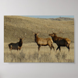 E38 jonge stier elanden poster