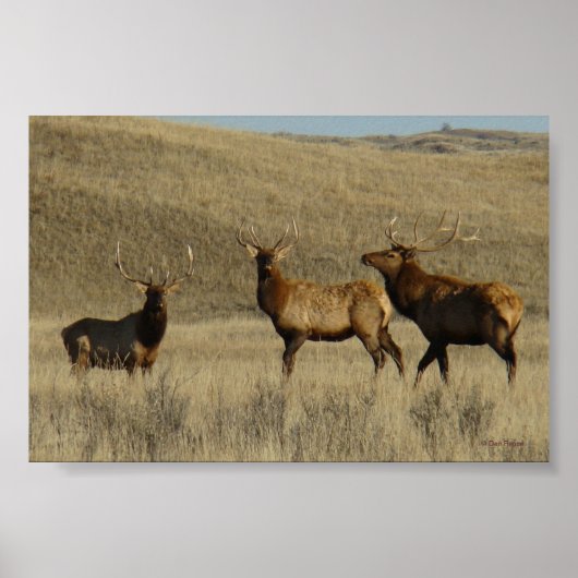 E38 jonge stier elanden poster (Voorkant)