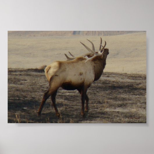 E39 Bull Elk Bugling Poster (Voorkant)