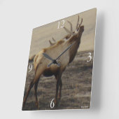 E39 Bull Elk Bugling Vierkante Klok (Hoek)