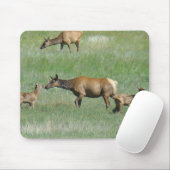 E3 Koe-eland en Jong Muismat (Met muis)