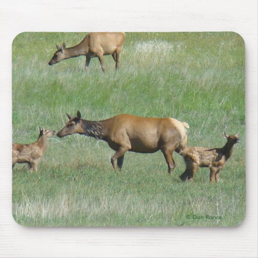 E3 Koe-eland en Jong Muismat (Voorkant)