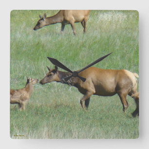 E3 Koe-eland en kalf neus aan neus Vierkante Klok
