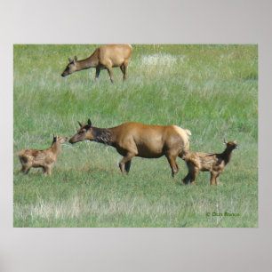 E3 Koe-eland en kalveren Poster