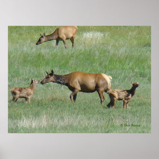 E3 Koe-eland en kalveren Poster (Voorkant)