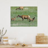 E3 Koe-eland en kalveren Poster (Keuken)