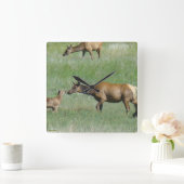 E3 Koe Elk en Calf Nose aan Nose Vierkante Klok (Huis)