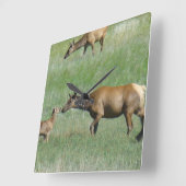 E3 Koe Elk en Calf Nose aan Nose Vierkante Klok (Hoek)