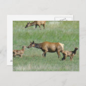 E3 Kowelk en kalveren Briefkaart (Voorkant / Achterkant)