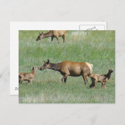 E3 Kowelk en kalveren Briefkaart (Voorkant / Achterkant)