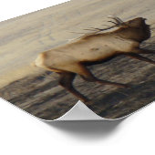 E40 Bull Elk Bugler Poster (Hoek)