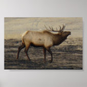 E40 Bull Elk Bugler Poster (Voorkant)