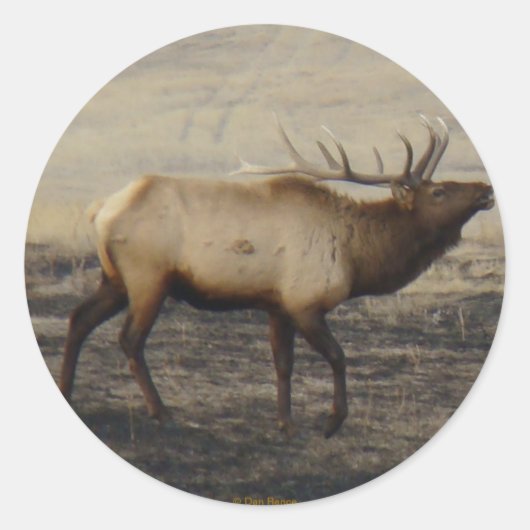 E40 Bull Elk Bugler Ronde Sticker (Voorkant)