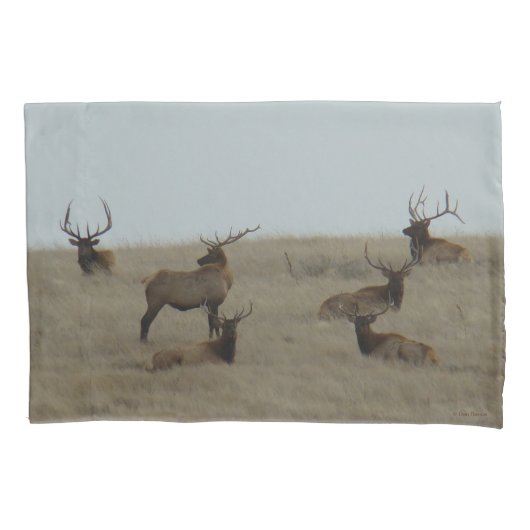 E41 Grote stier eland stieren liggen Kussensloop (Voorkant)