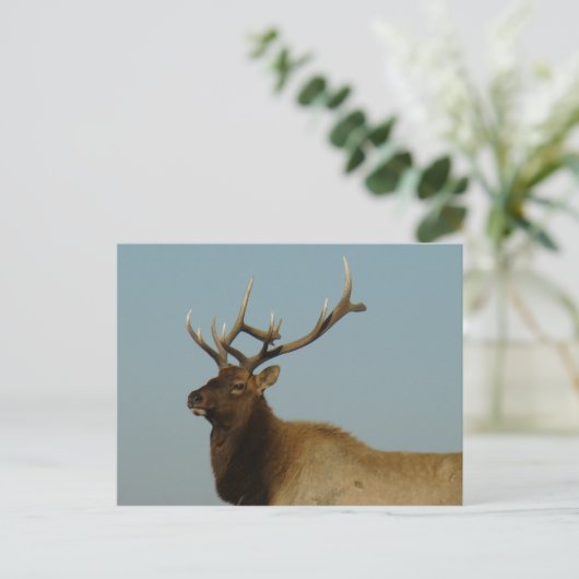 E42 Bull Elk Briefkaart (Staand voorkant)