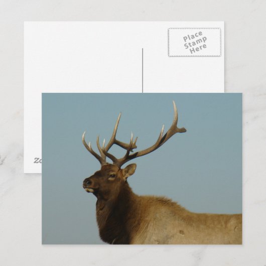 E42 Bull Elk Briefkaart (Voorkant / Achterkant)