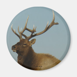 E42 Bull Elk Magneet