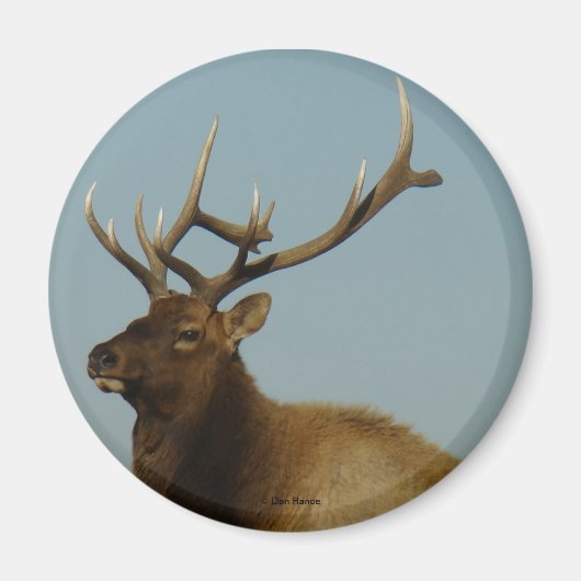 E42 Bull Elk Magneet (Voorkant)