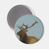 E42 Wapiti-bull Magneet (Voorkant / Achterkant)