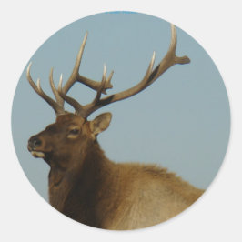 E42 Young Bull Elk Ronde Sticker