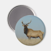 E43 Bull Elk Magneet (Voorkant / Achterkant)