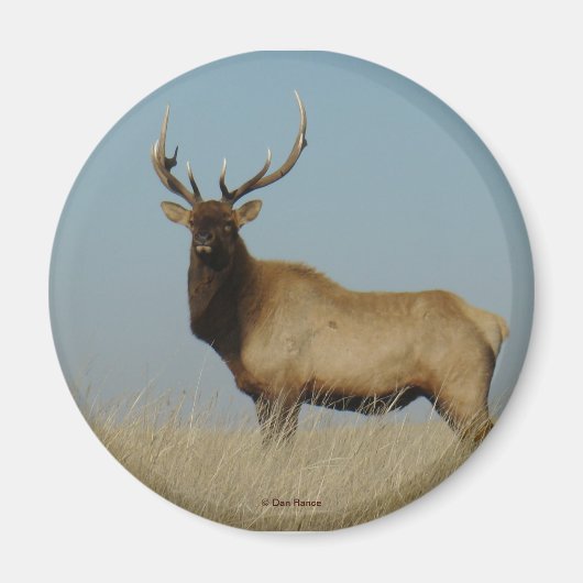E43 Bull Elk Magneet (Voorkant)
