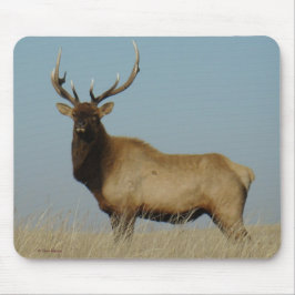 E43 Bull Elk Muismat