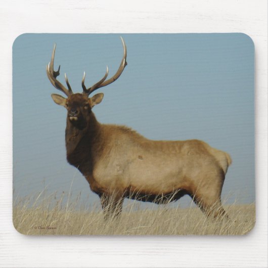 E43 Bull Elk Muismat (Voorkant)