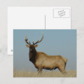 E43 Bull Elk Sky Lined Briefkaart (Voorkant / Achterkant)
