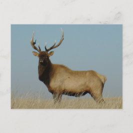 E43 Bull Elk Sky Lined Briefkaart