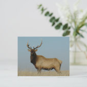 E43 Wapiti op de luchtlijn Briefkaart (Staand voorkant)