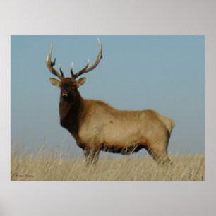 E43 Young Bull Elk Poster
