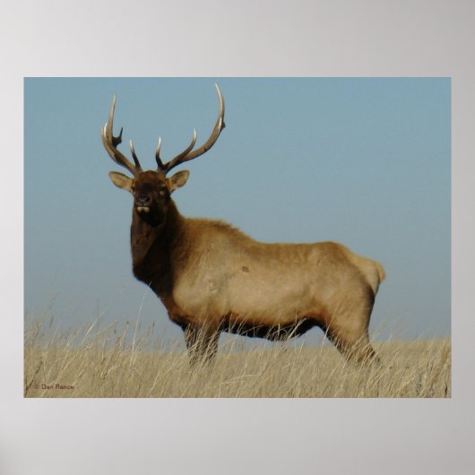 E43 Young Bull Elk Poster (Voorkant)