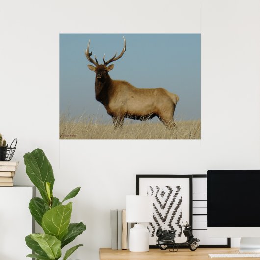E43 Young Bull Elk Poster (Thuiskantoor)