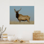 E43 Young Bull Elk Poster (Keuken)