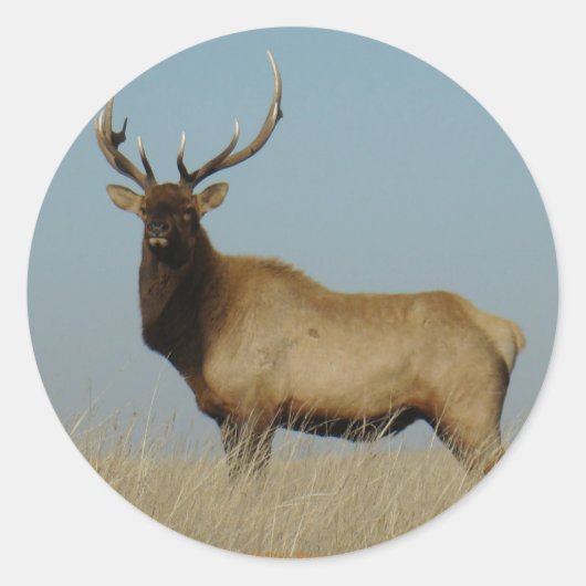 E43 Young Bull Elk Ronde Sticker (Voorkant)