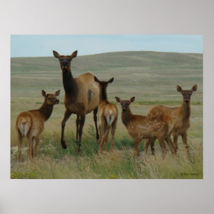 E44 Eland en Kalf Poster