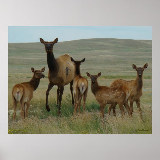 E44 Eland en Kalf Poster (Voorkant)