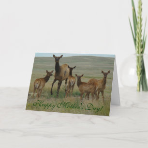 E44 Elandkoe en kalveren Kaart