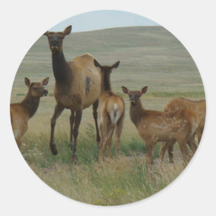 E44 Koe-eland en kalveren Ronde Sticker