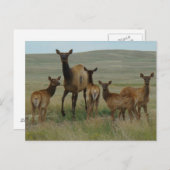 E44 Koe Elk en kalveren Briefkaart (Voorkant / Achterkant)