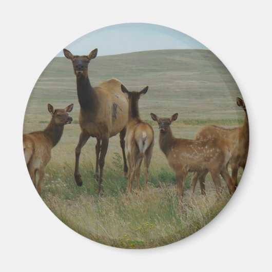 E44 Koe Elk en kalveren Magneet (Voorkant)